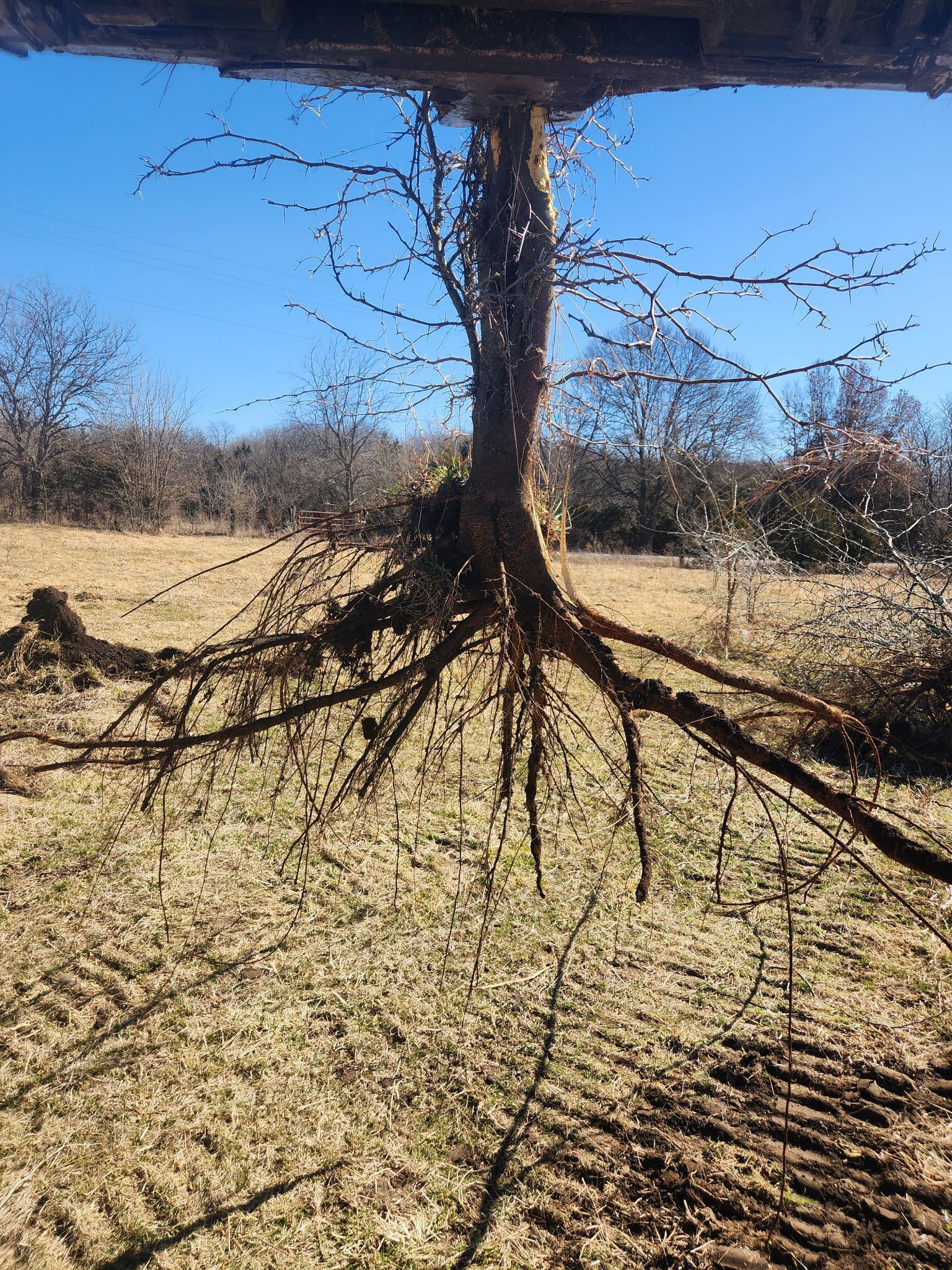 Leafless tree with long roots exposed in a dry grassy field under a blue sky