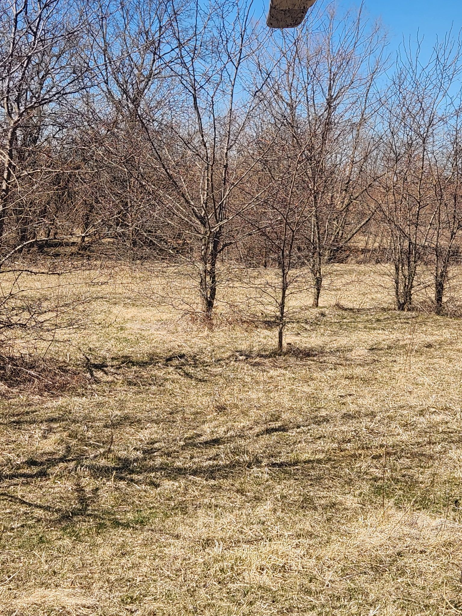 Sparse leafless trees in a dry field under a clear blue sky