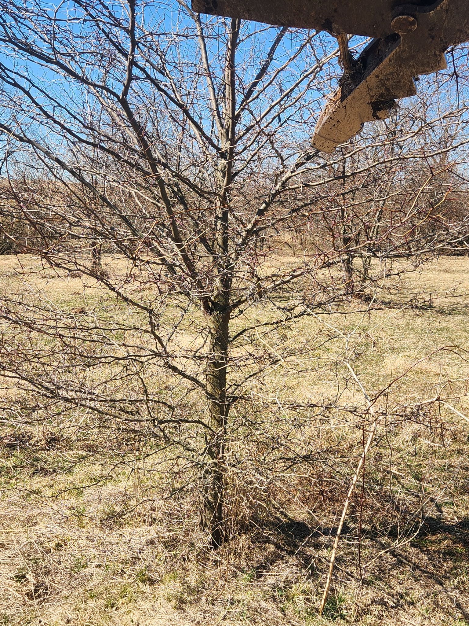 Leafless tree in a sunlit orchard with blue sky and dry grass in the background