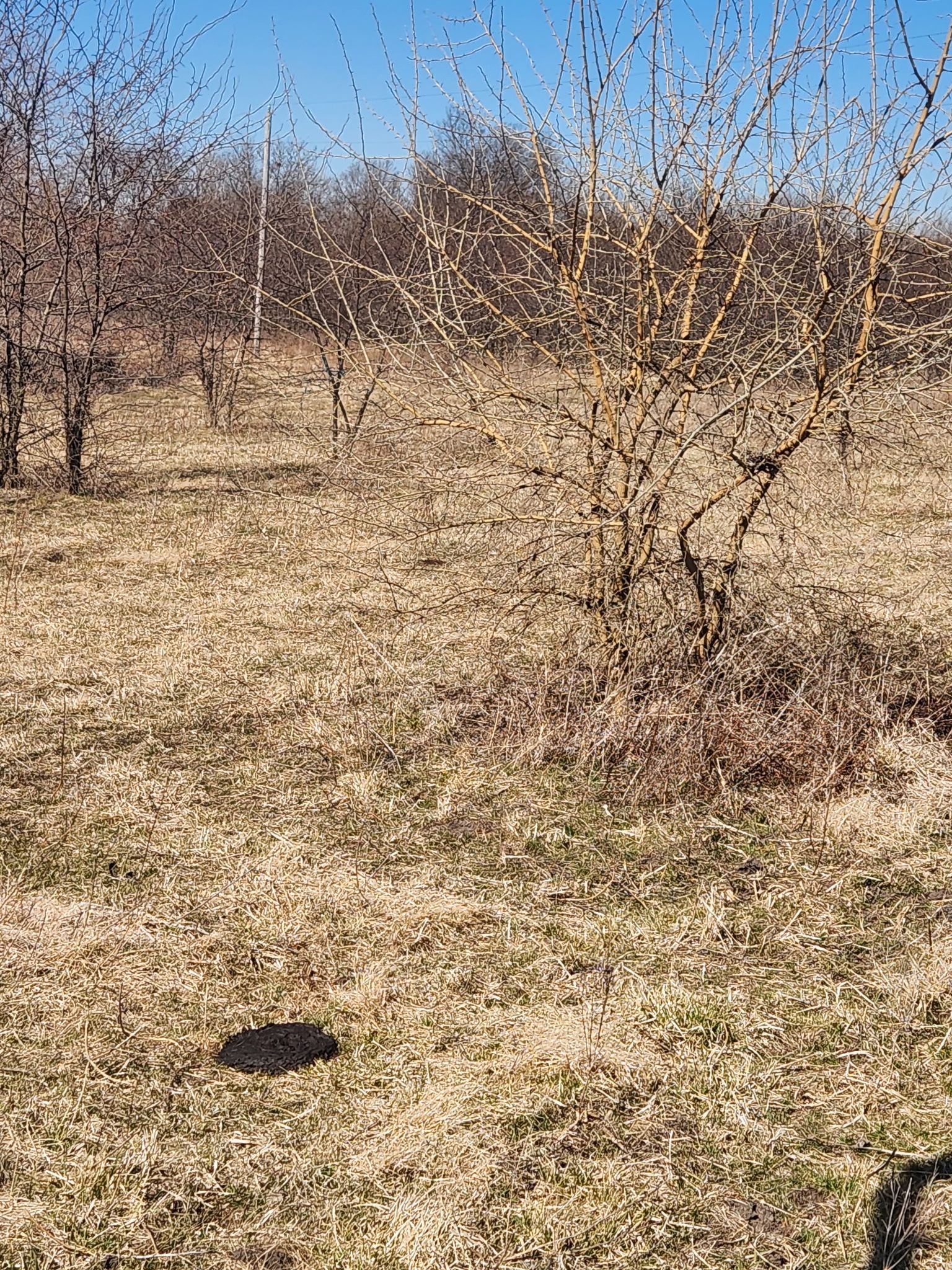 Dry grassy field with sparse leafless shrubs under a clear blue sky.