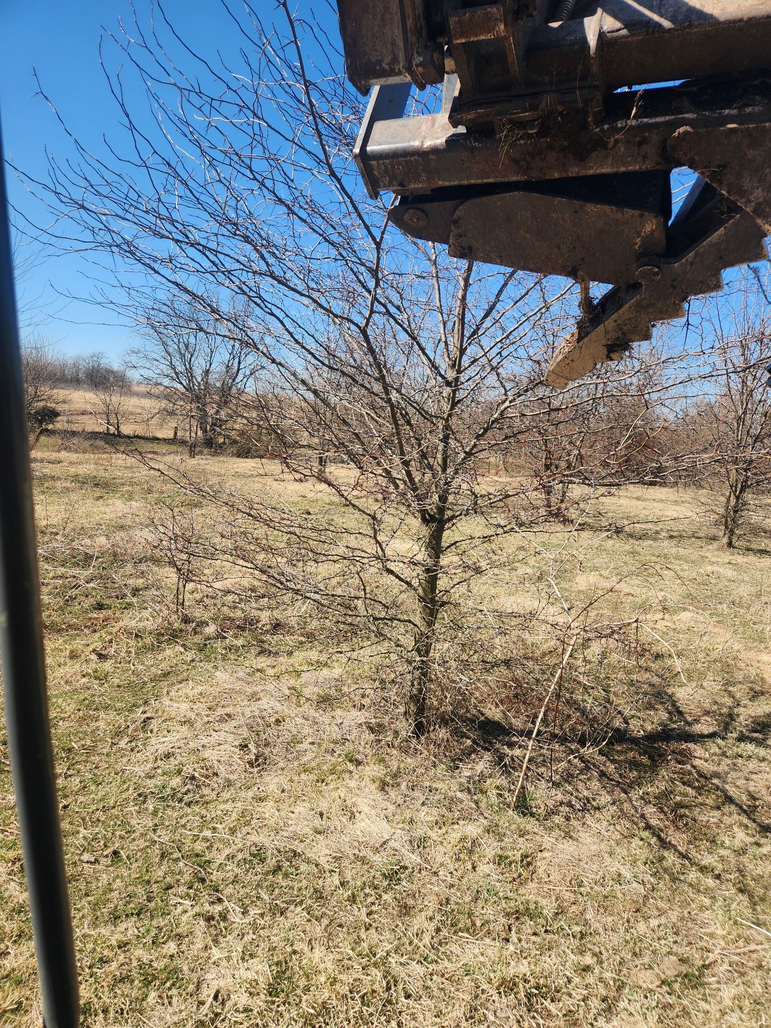 Leafless small tree in a dry field beneath part of a blue farm machine under a clear sky