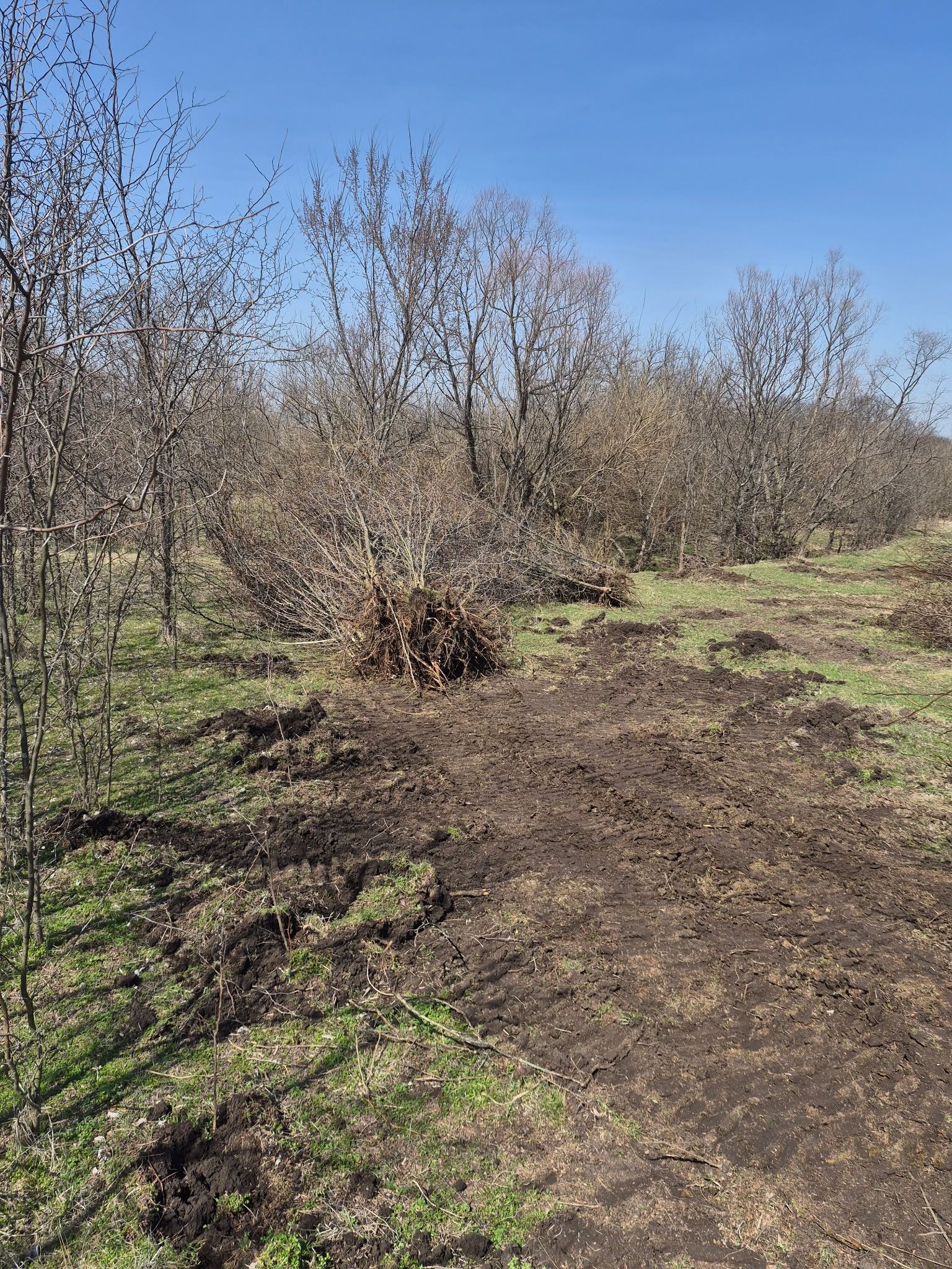 Rural dirt path beside leafless shrubs and trees under a clear blue sky