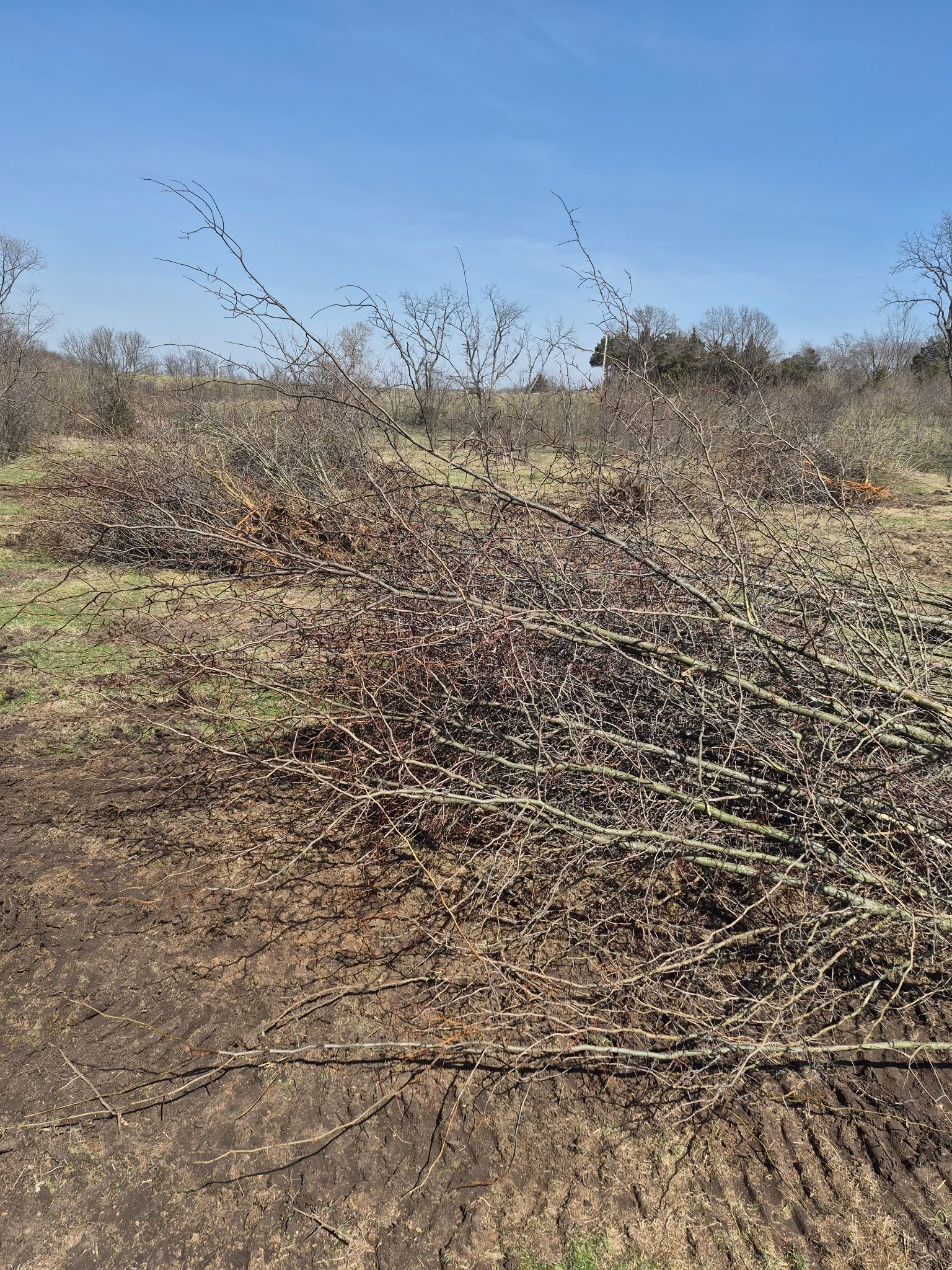 Dry thorny bushes in a barren field under a clear blue sky.