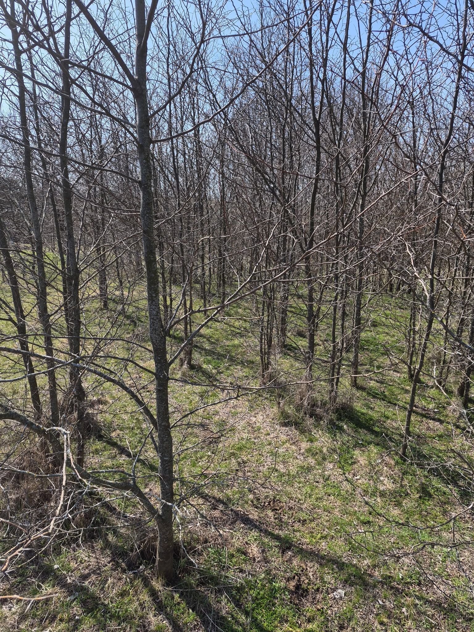 Leafless orchard rows under a bright sky, with green grass and long shadows on the ground.