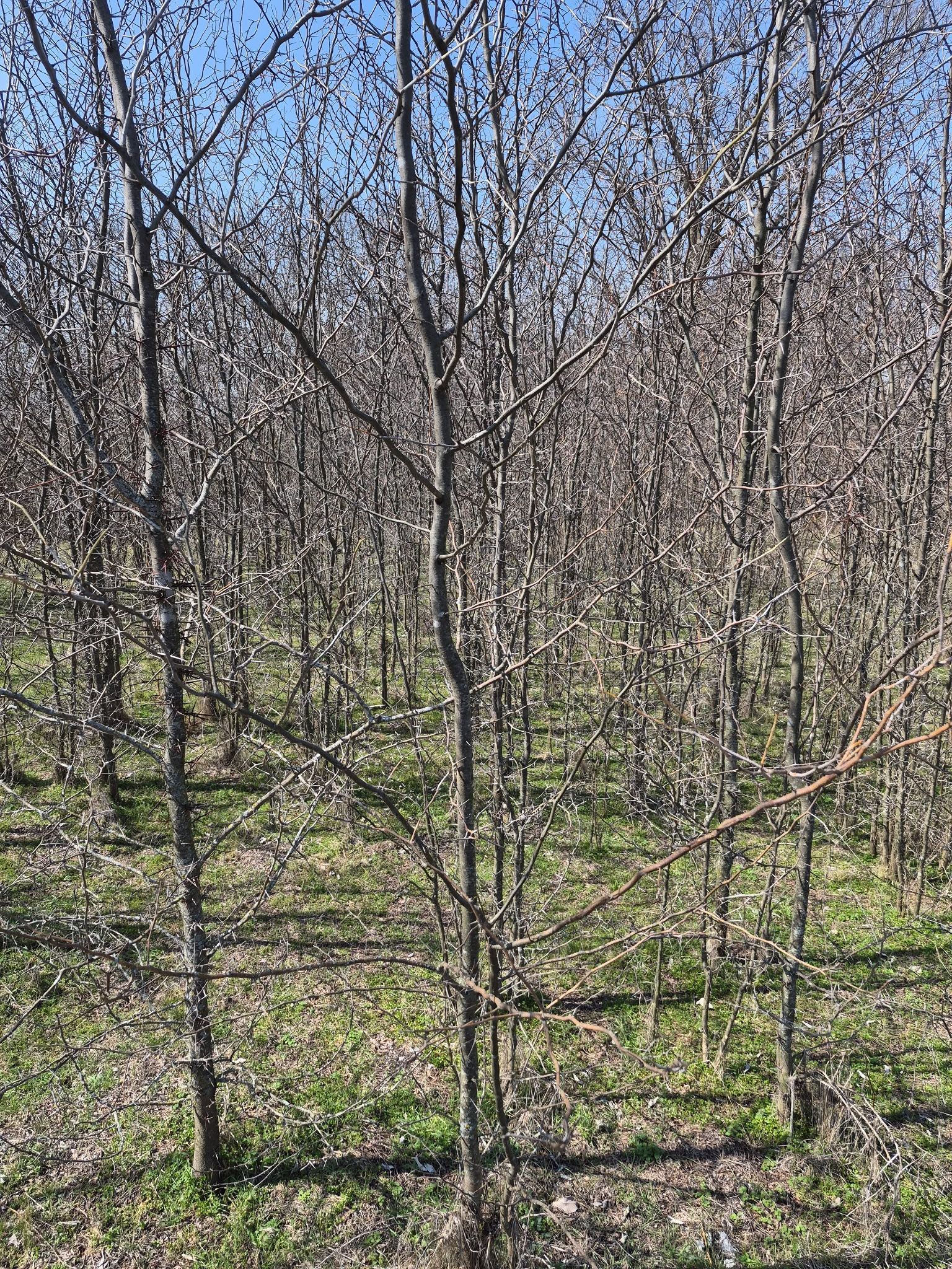 Rows of young leafless orchard trees in a sunny field with green grass and fallen leaves.