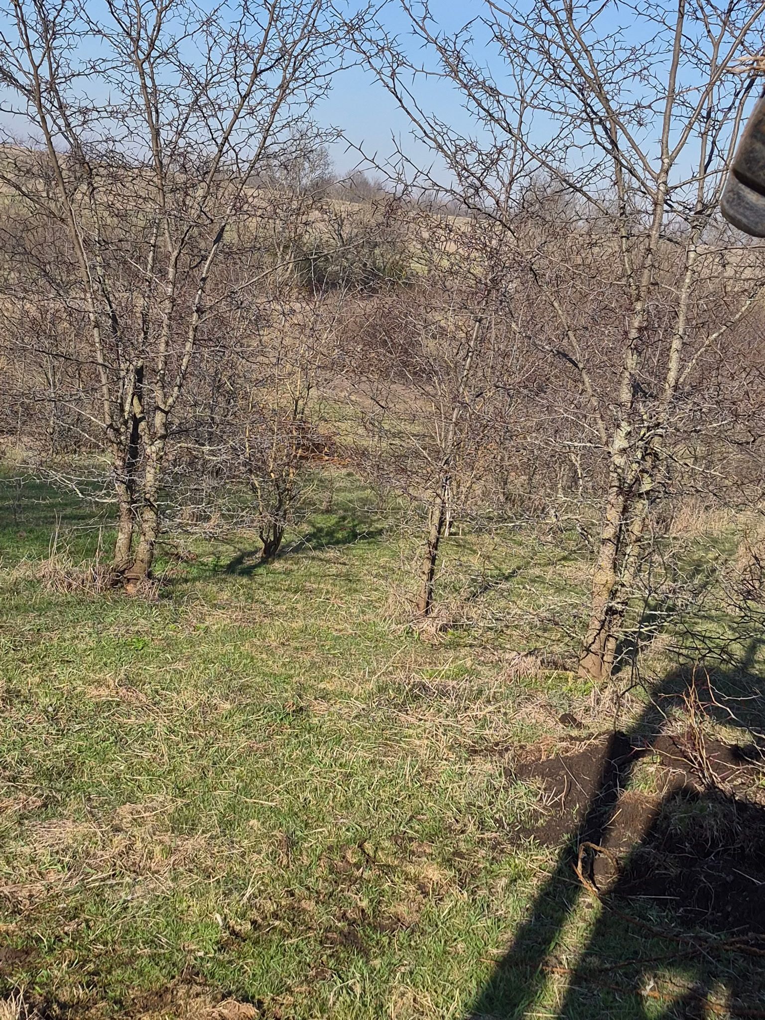 Leafless trees in a grassy orchard under clear daylight, with long shadows in the foreground.