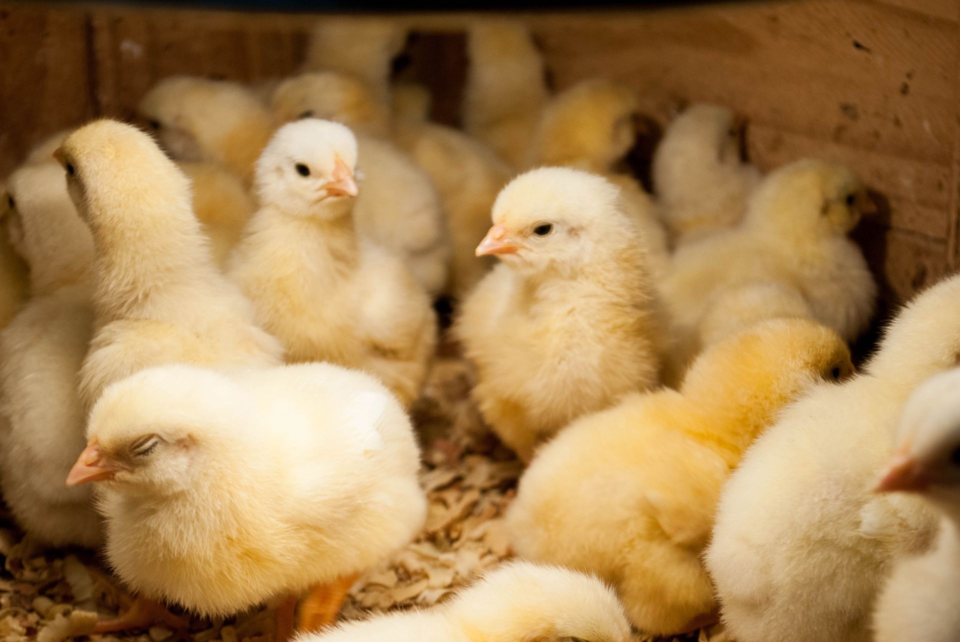 Fluffy yellow chicks huddled together in a wooden enclosure with wood shavings