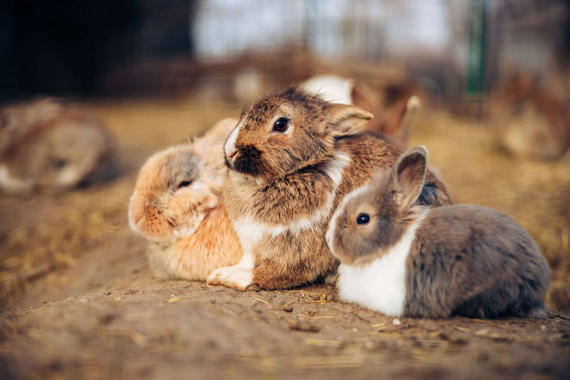 Three rabbits huddled together on dirt and straw