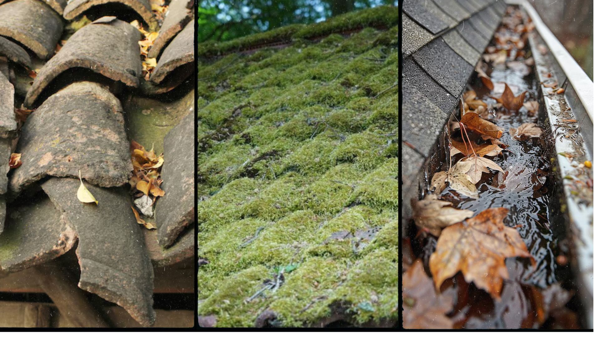 A collage of three pictures of a roof with moss and leaves on it.