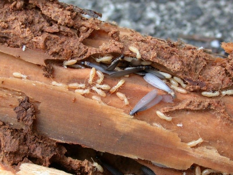 A bunch of termites are crawling on a piece of wood