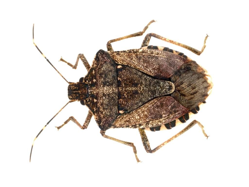 A close up of a bug on a white background.