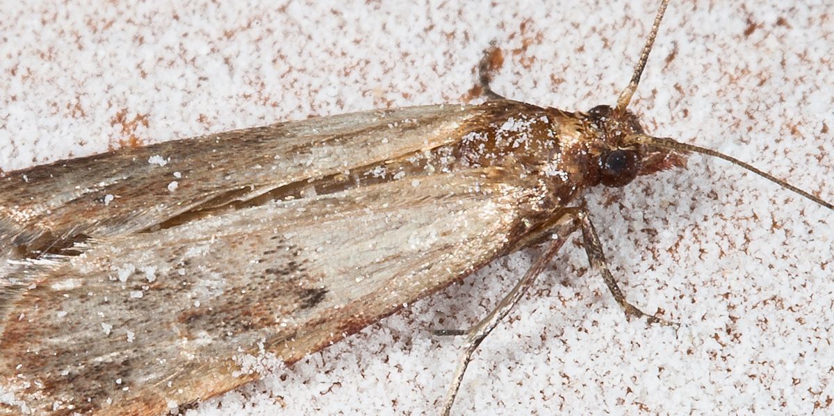 A close up of a moth on a white surface.