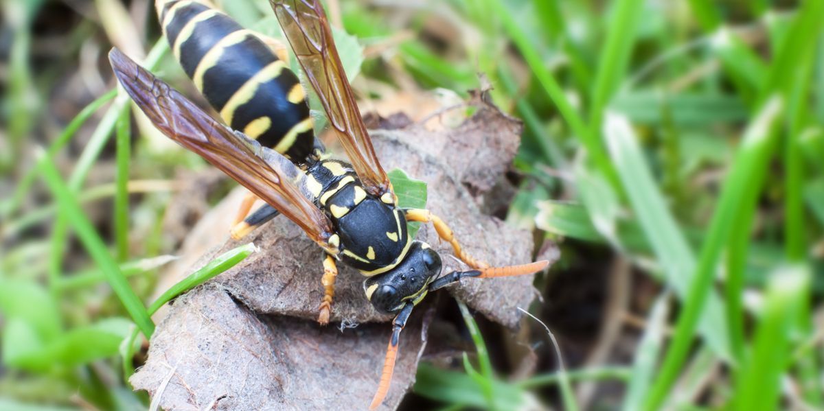 A wasp is sitting on a leaf in the grass.