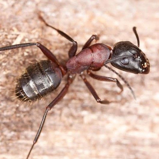 A close up of an ant on a piece of wood