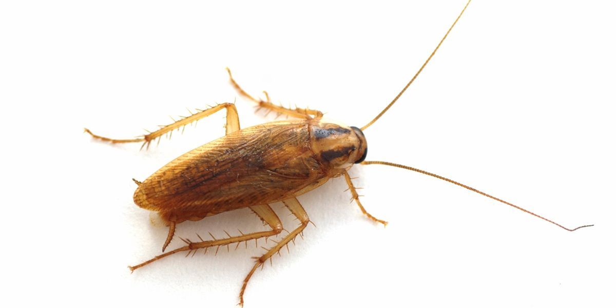 A cockroach is crawling on a white surface.
