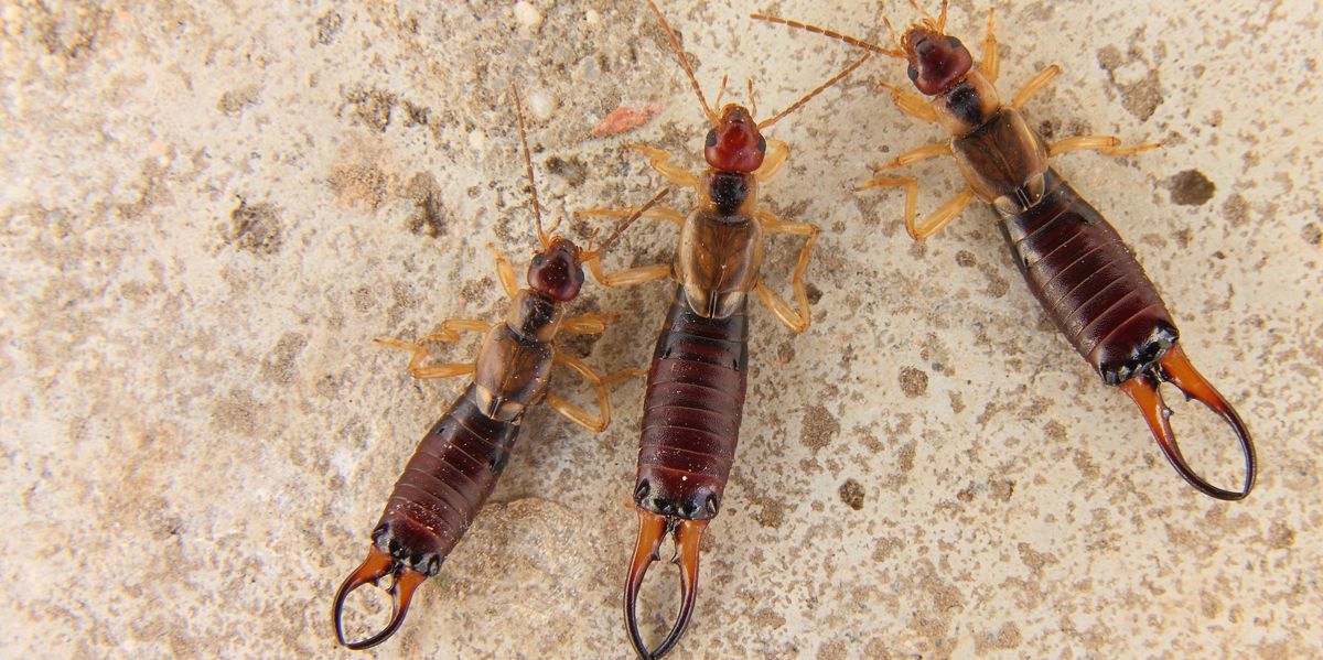 Three earwigs are sitting on a concrete surface.