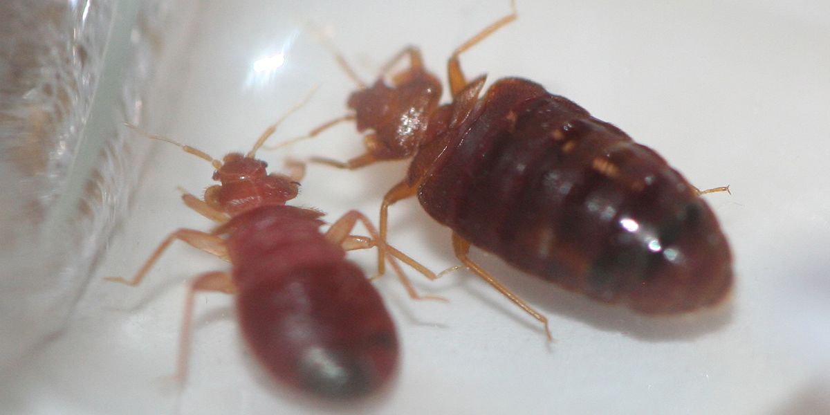 Two bed bugs are sitting on a white surface.