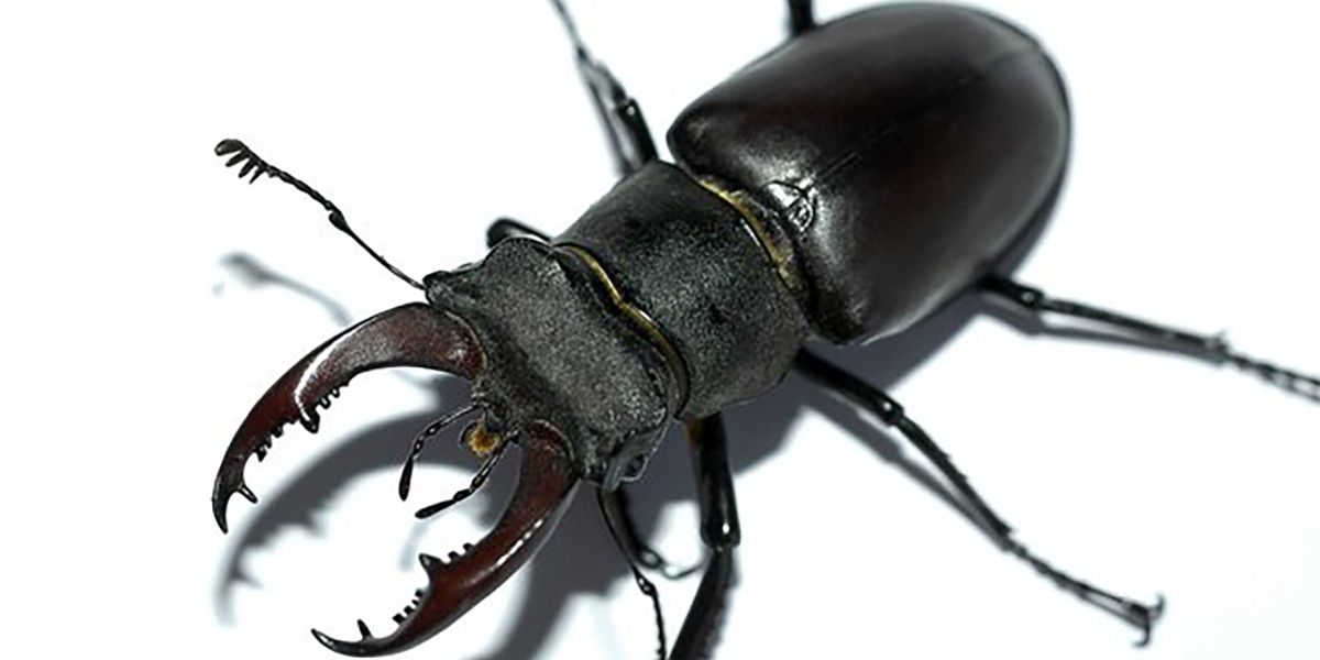 A close up of a beetle on a white background