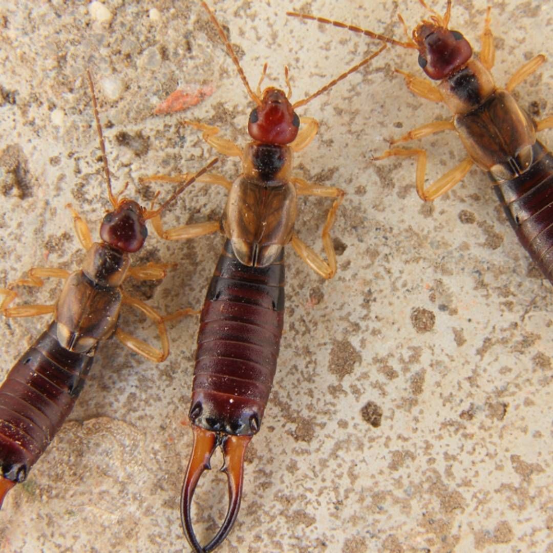 Three earwigs are sitting on a concrete surface.