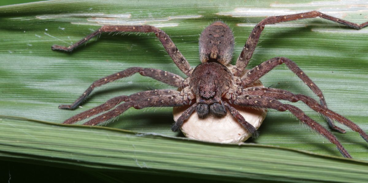 A large spider is sitting on top of a green leaf.