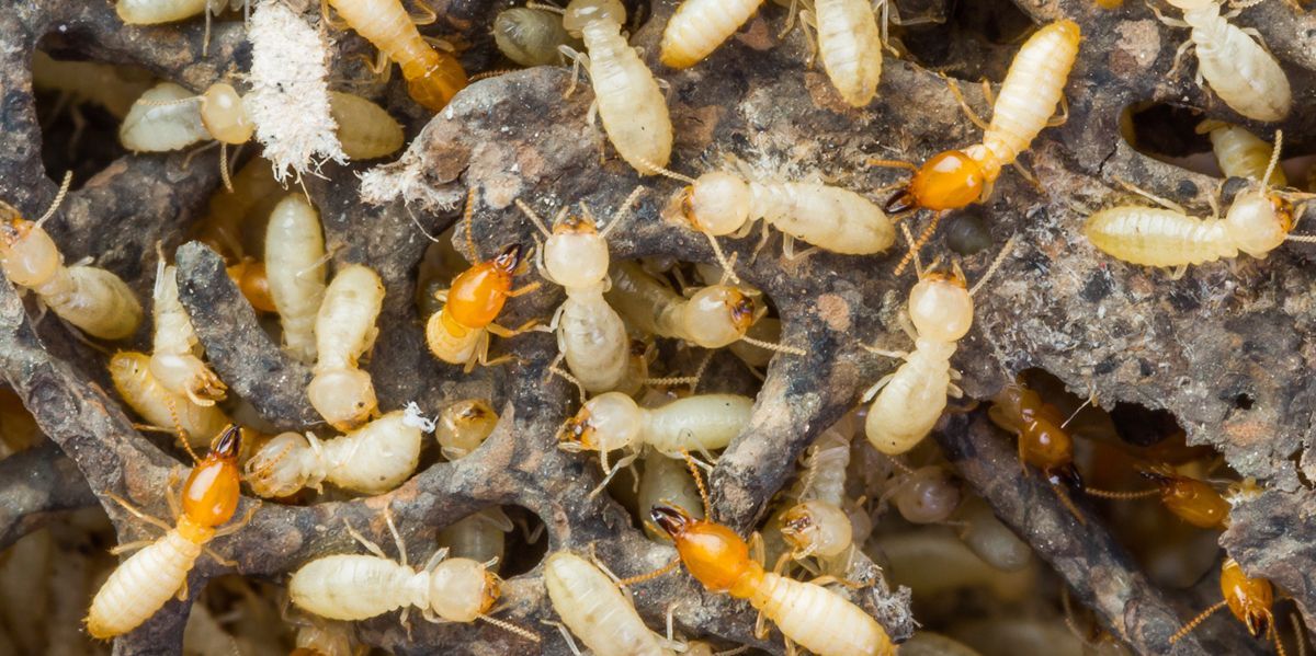 A bunch of termites are crawling on a pile of wood.