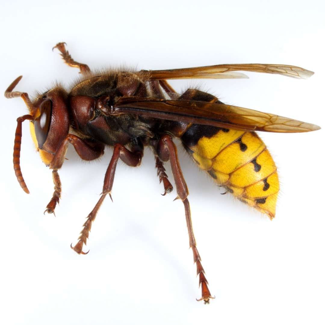 BALD-FACED HORNET