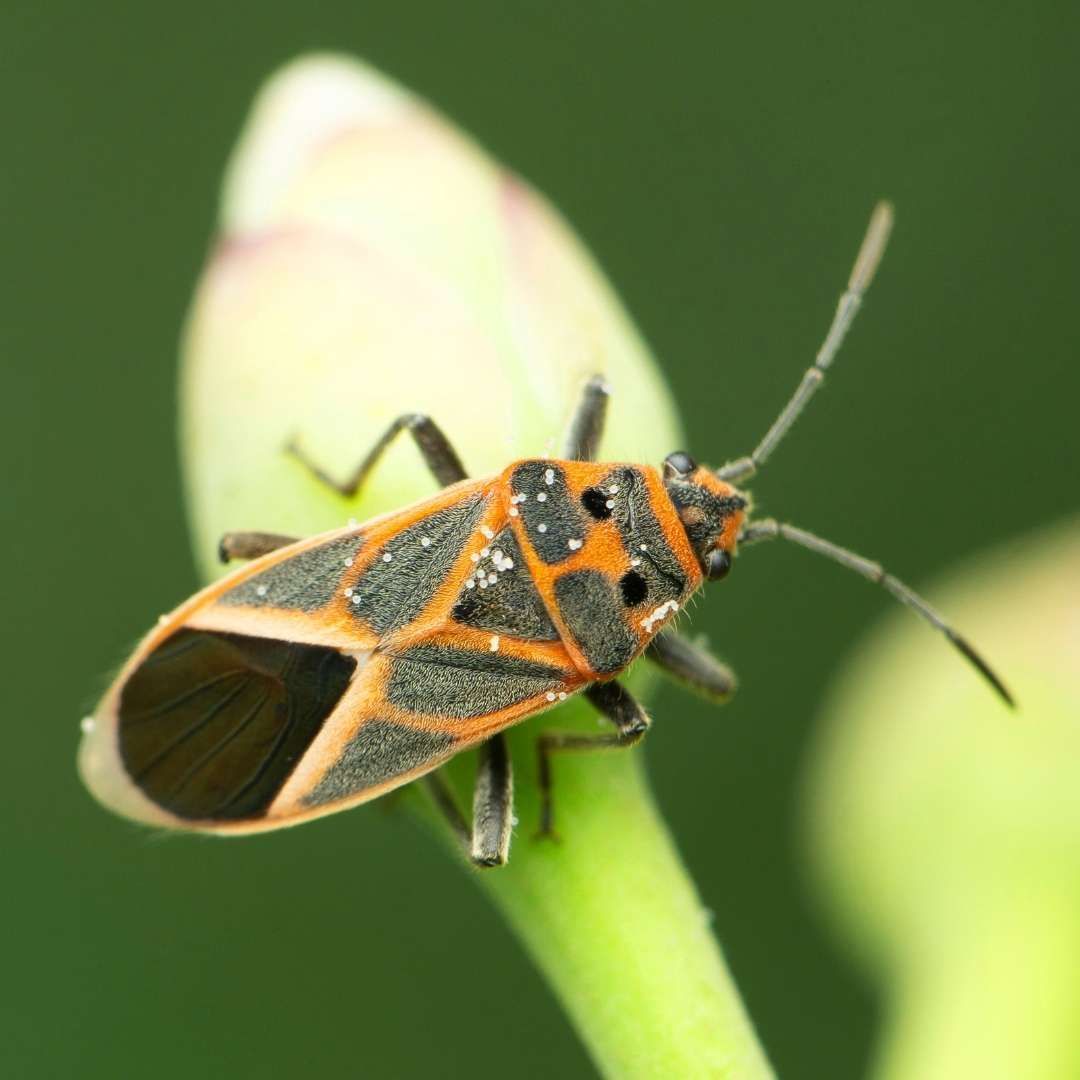 BOXELDER BUG