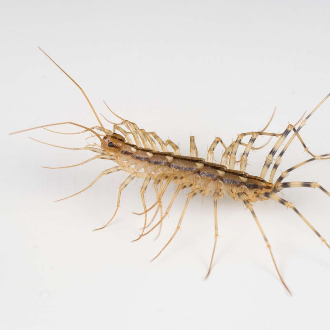 CENTIPEDE