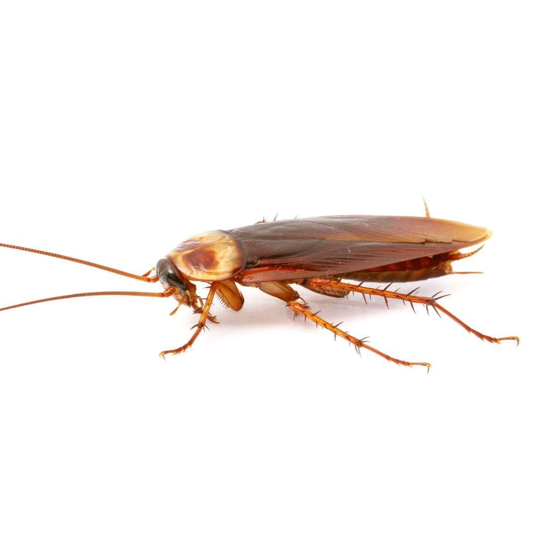 COCKROACH