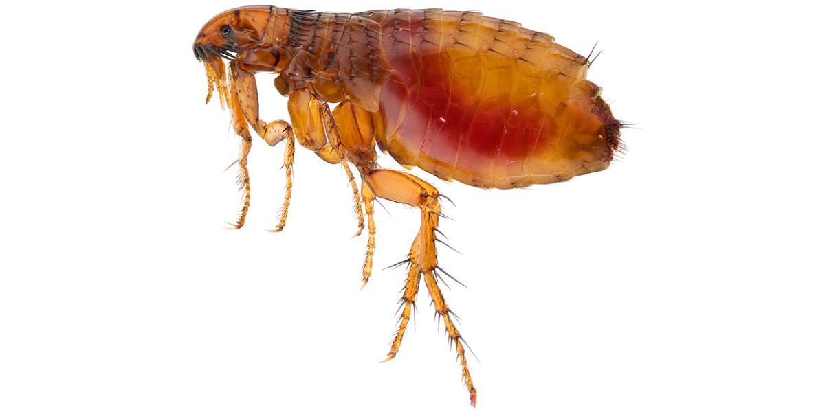 A close up of a flea on a white background.