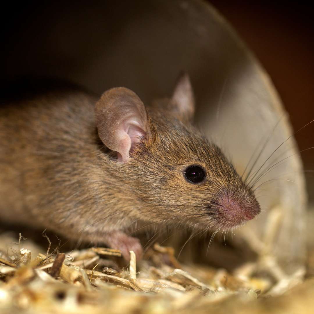 HOUSE MOUSE