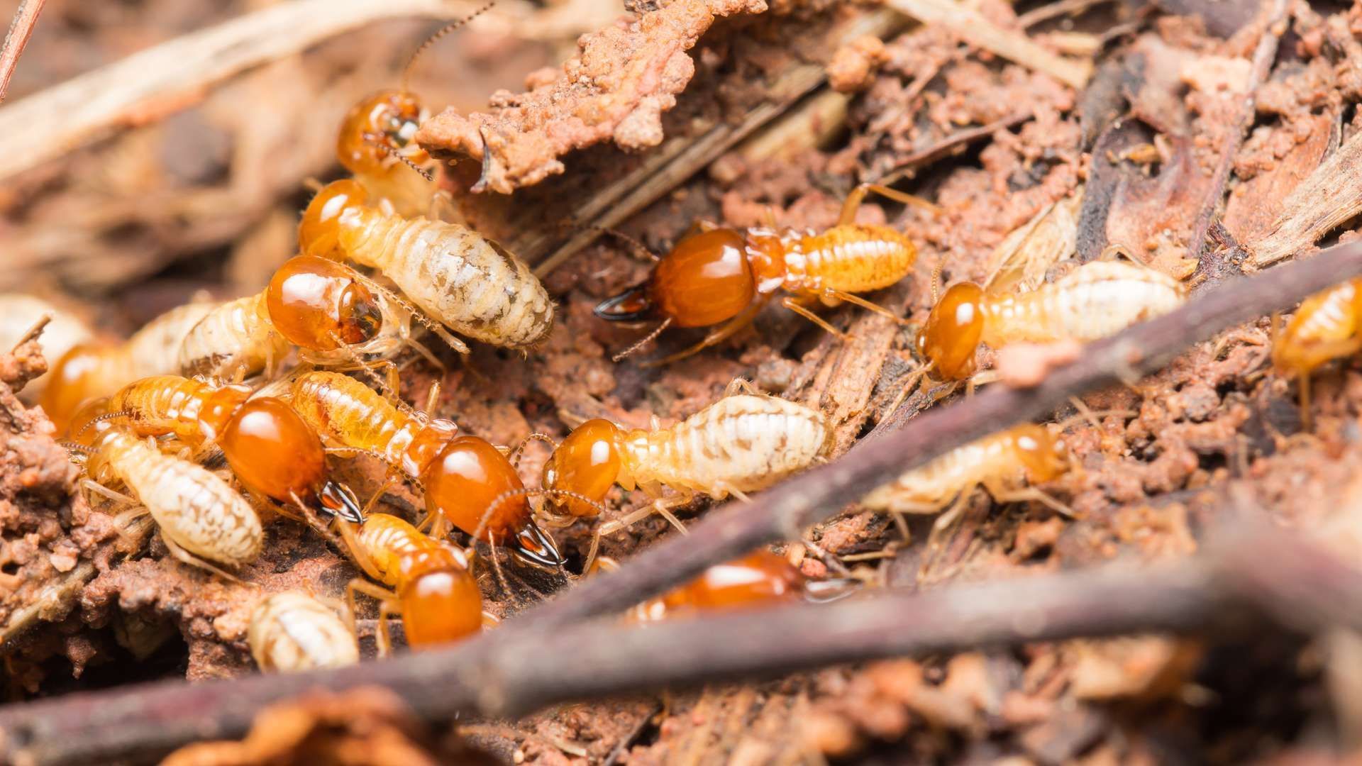 A group of termites are crawling on the ground.