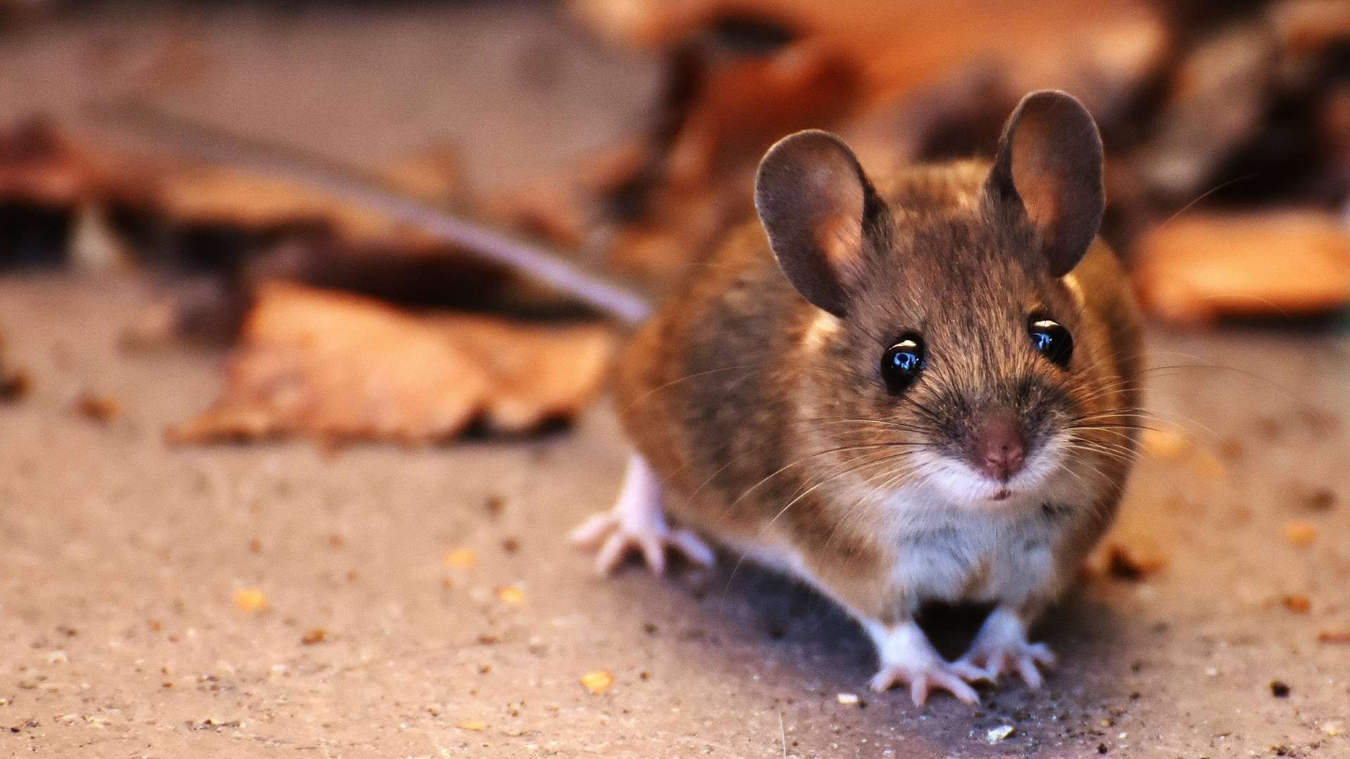A close up of a mouse standing on the ground looking at the camera.
