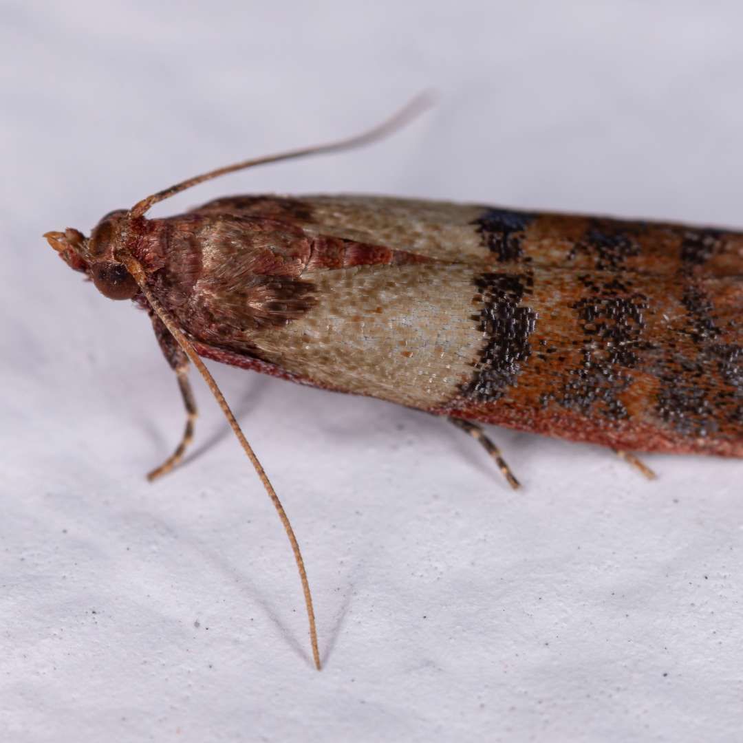 INDIANMEAL MOTH