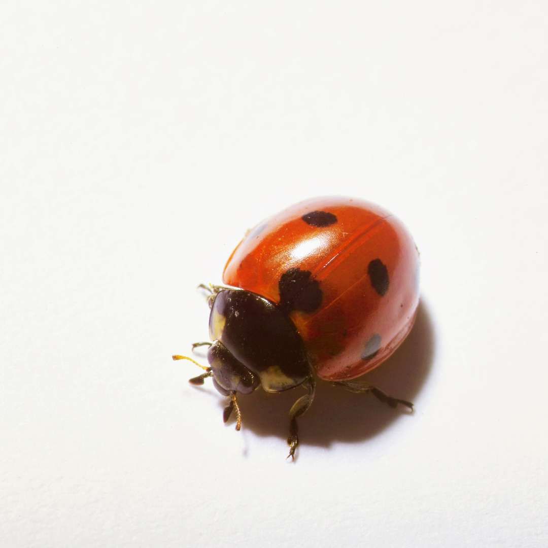 LADYBUG