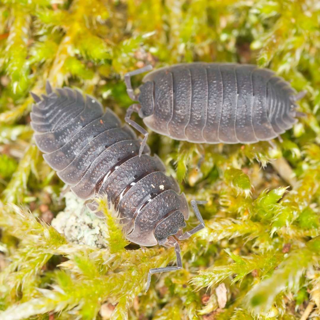 SOWBUG