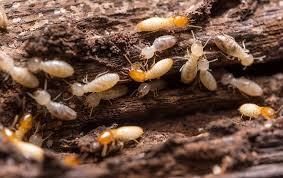 A group of termites are crawling on a piece of wood.