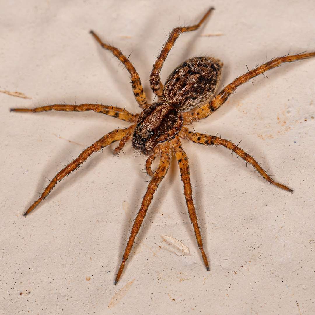A close up of a spider on a white surface