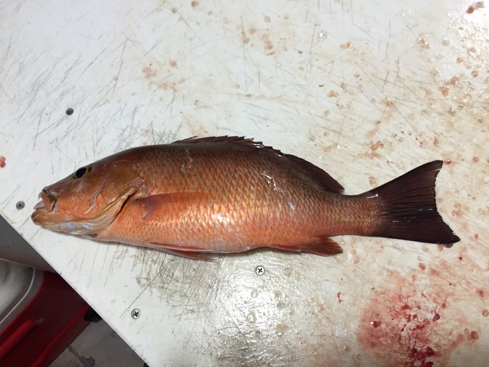 Single Red Fish — Fort Myers, FL — Captain Tony’s Fishing Adventures