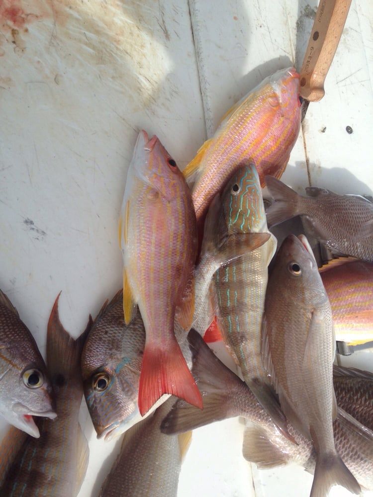 Pink and Gray Fish — Fort Myers, FL — Captain Tony’s Fishing Adventures