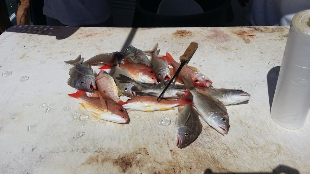 Small Fish — Fort Myers, FL — Captain Tony’s Fishing Adventures