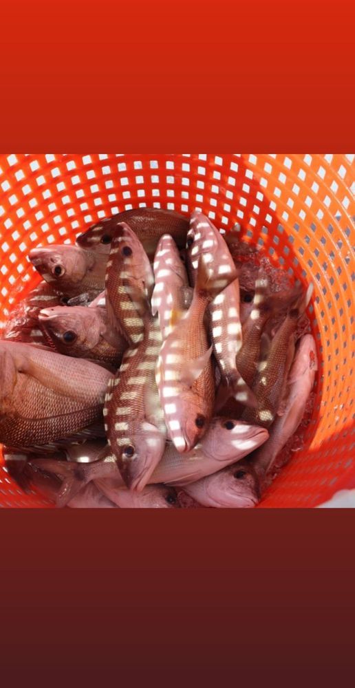 Fish in Basket — Fort Myers, FL — Captain Tony’s Fishing Adventures