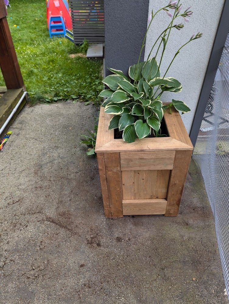 Potted green plant in a wooden planter beside a concrete patio and grassy yard.