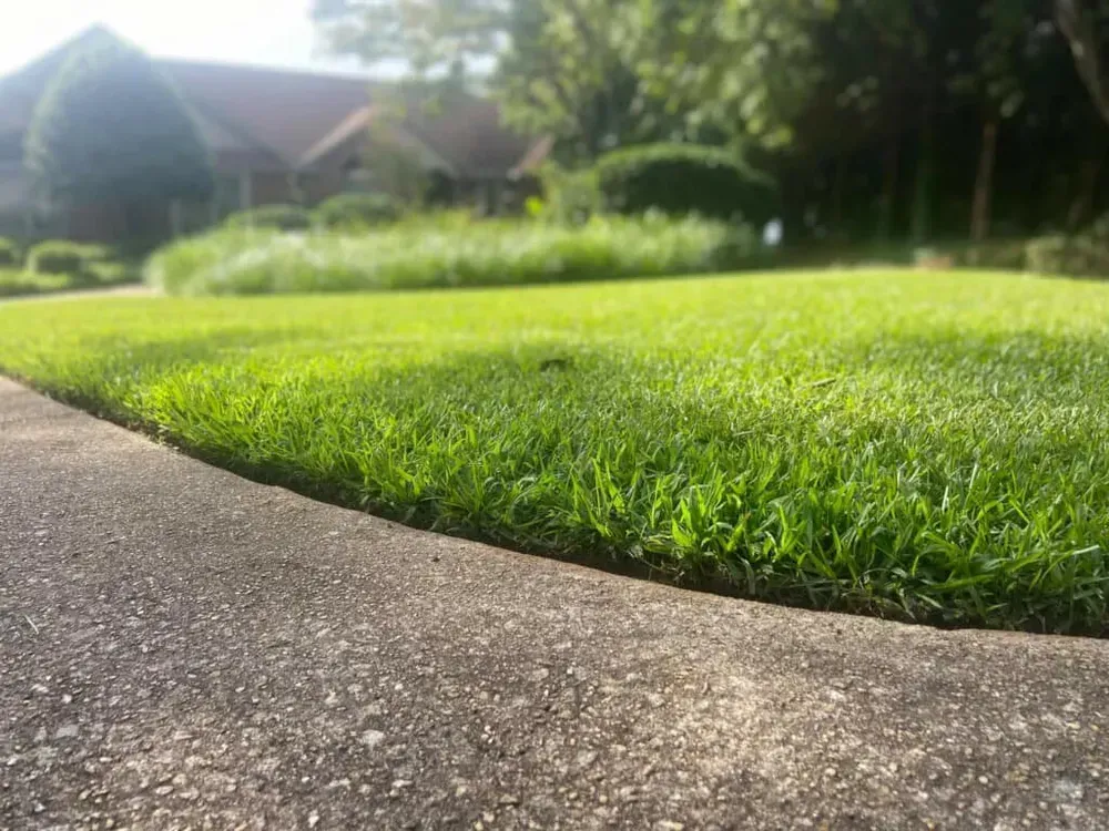Sunlit green lawn beside a concrete path, with blurred houses and trees in the background