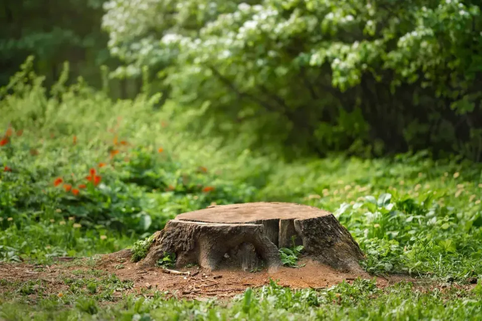 Tree stump in a lush green forest clearing with red wildflowers nearby