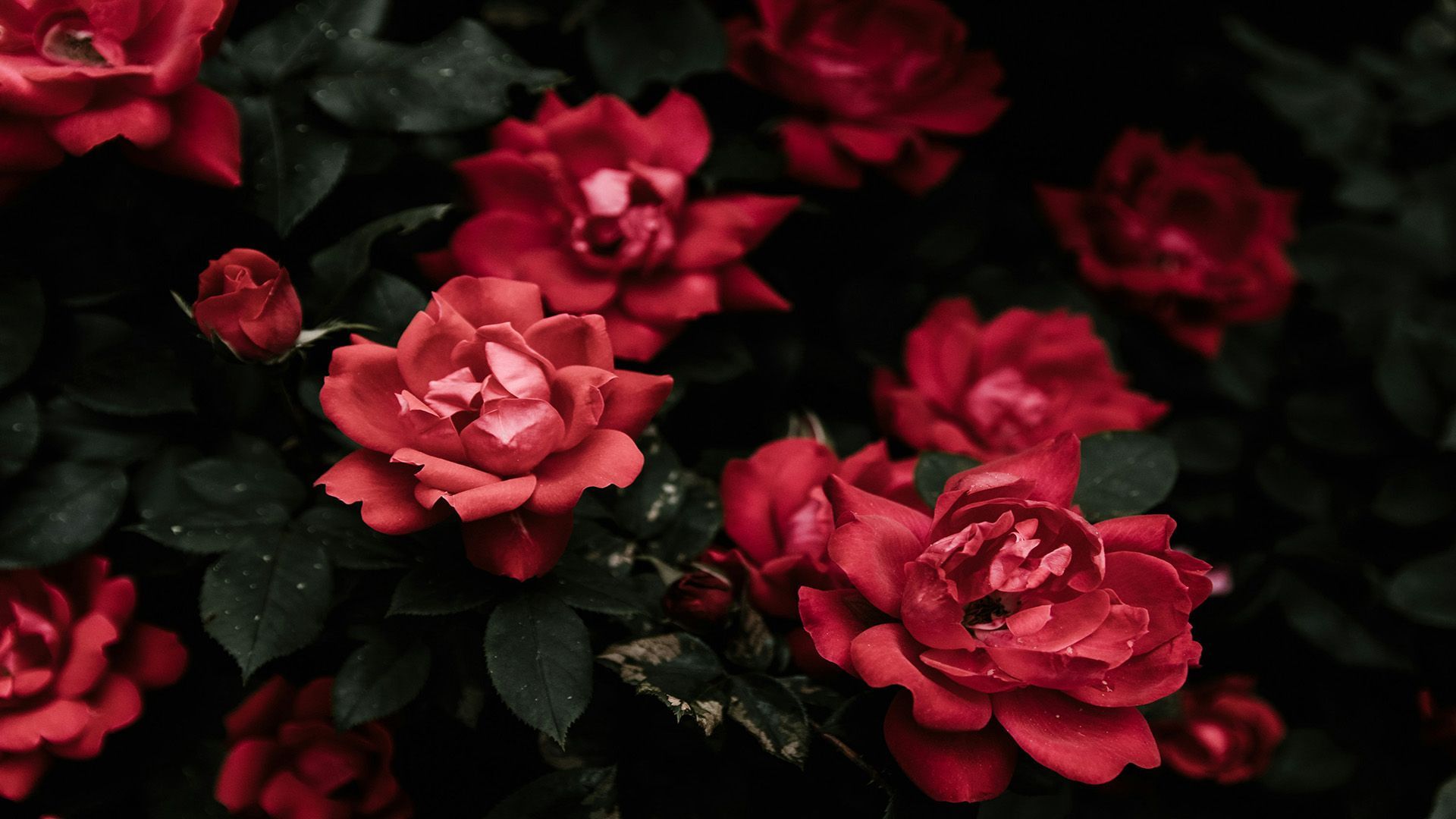 A bunch of red roses with black leaves on a dark background.
