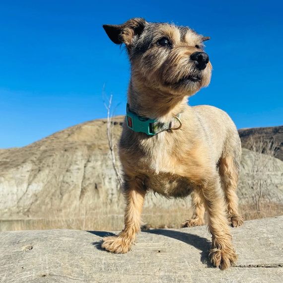 A small dog wearing a green collar is standing on a rock