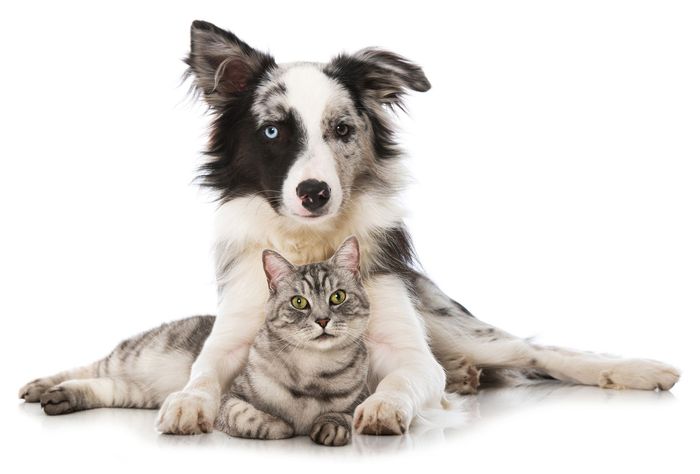 A dog and a cat are laying next to each other on a white background.