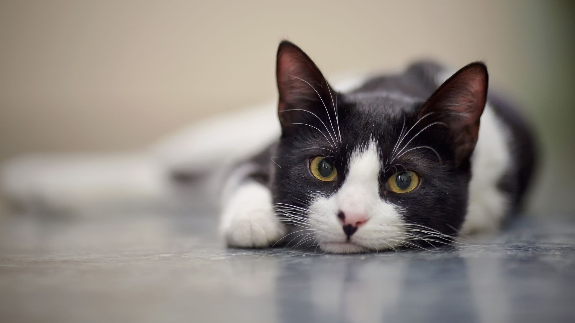 A black and white cat is laying down on the floor and looking at the camera.