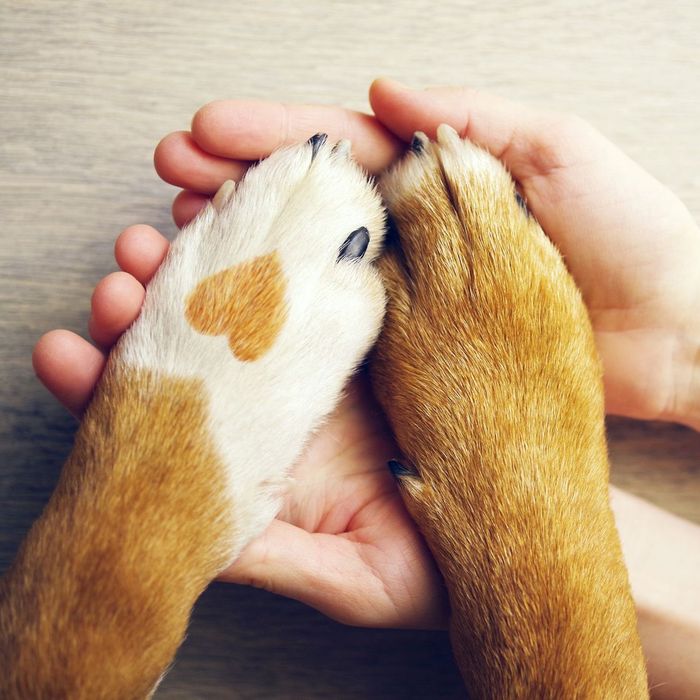 A person is holding a dog 's paw with a heart on it
